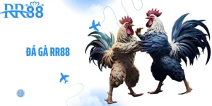 Ảnh đại diện Đá Gà RR88