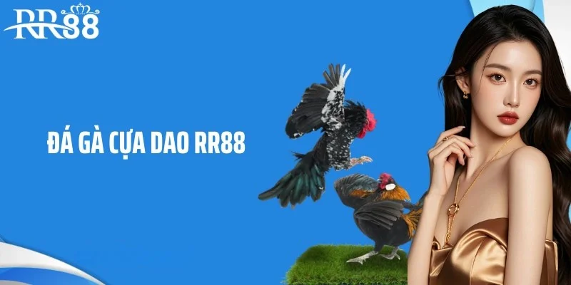 Đá gà cựa dao RR88